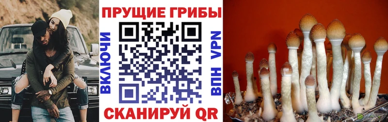 mega   Лабинск  Псилоцибиновые грибы Magic Shrooms 